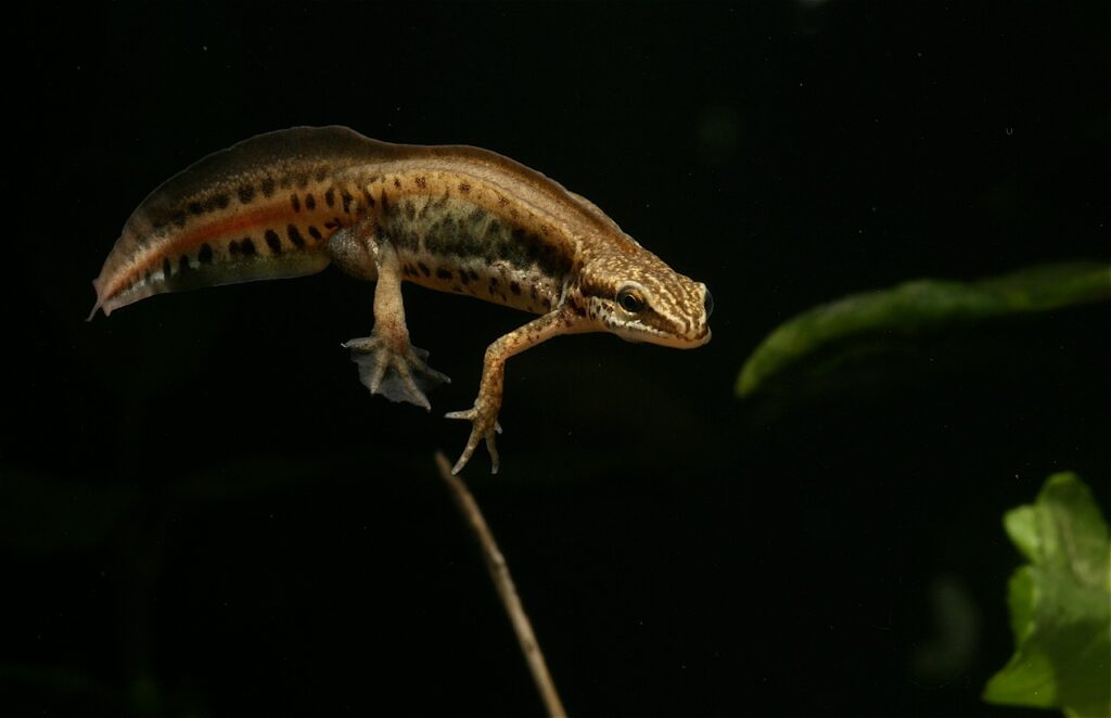 Triton palmé mâle