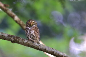 une chevêchette posée sur un arbre