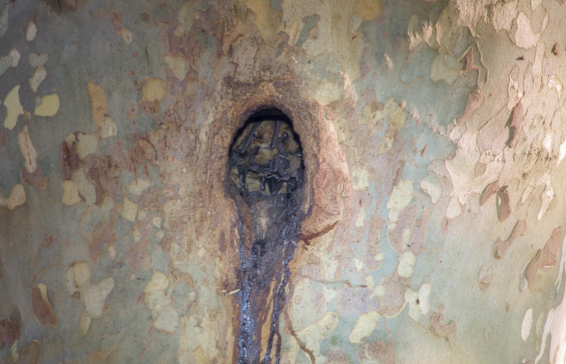 Noctules communes dans un arbre gite